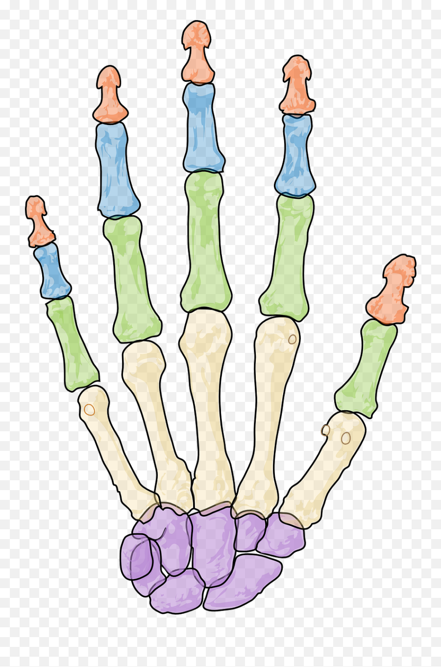 Health Skeleton Human Hand Png - Prefix Fracture Emoji,Skeleton Hand Png