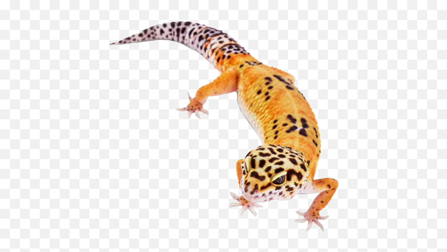 Leopardgecko Leopard Gecko 326075812022211 By Monctzen Emoji,Leopard Gecko Png