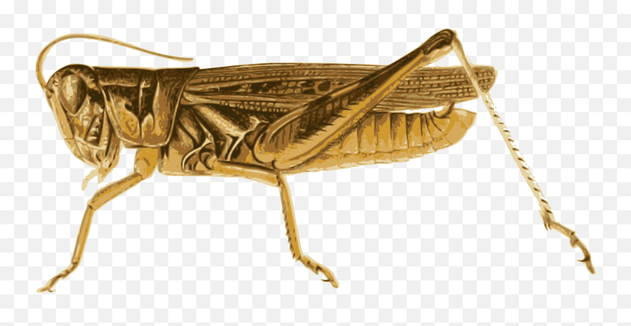 Openclipart - Locust Clipart Png Emoji,Grasshopper Clipart