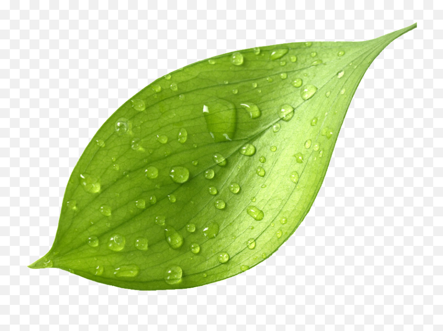Mint Leaves - Green Tea Leaves Png Transparent Png Real Green Tea Leaves Emoji,Leaf Png
