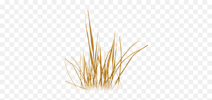 Index Of Sidawtexturesfoliage - Transparent Beach Grass Png Emoji,Tall Grass Png
