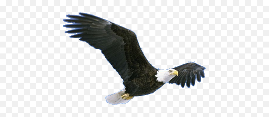 Flying Eagle Emoji,Flying Eagle Clipart