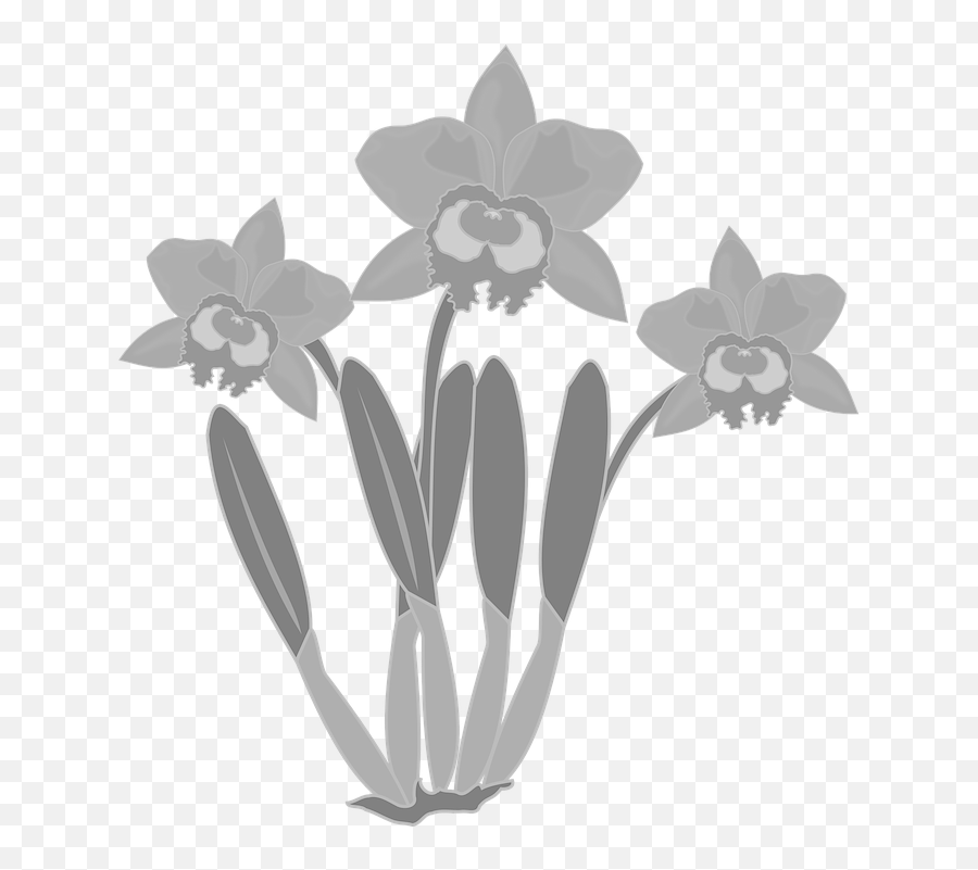 Clip Art Flor Flora - Free Vector Graphic On Pixabay Orchid Black And White Free Clip Art Emoji,Nature Clipart