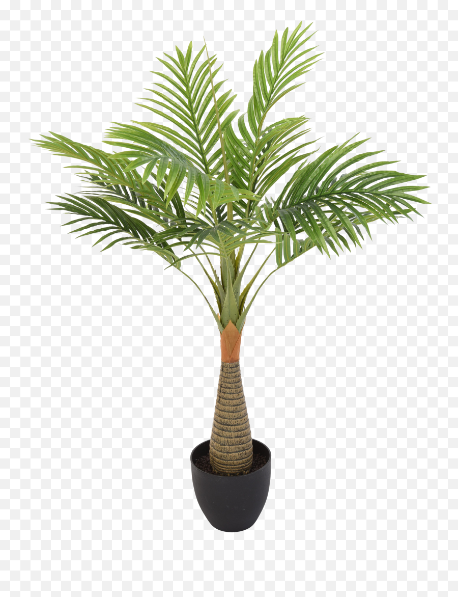 Palm Tree Leaf Transparent Background Png Play - Royal Bottle Palm Plant Emoji,Leaf Transparent