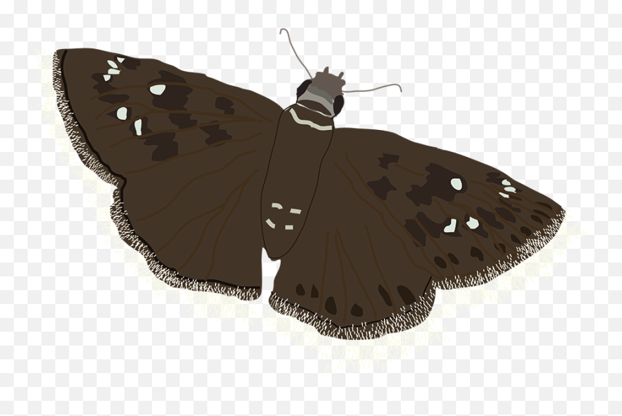 Virginia Moths Plant Virginia Natives - Skippers Emoji,Moth Transparent