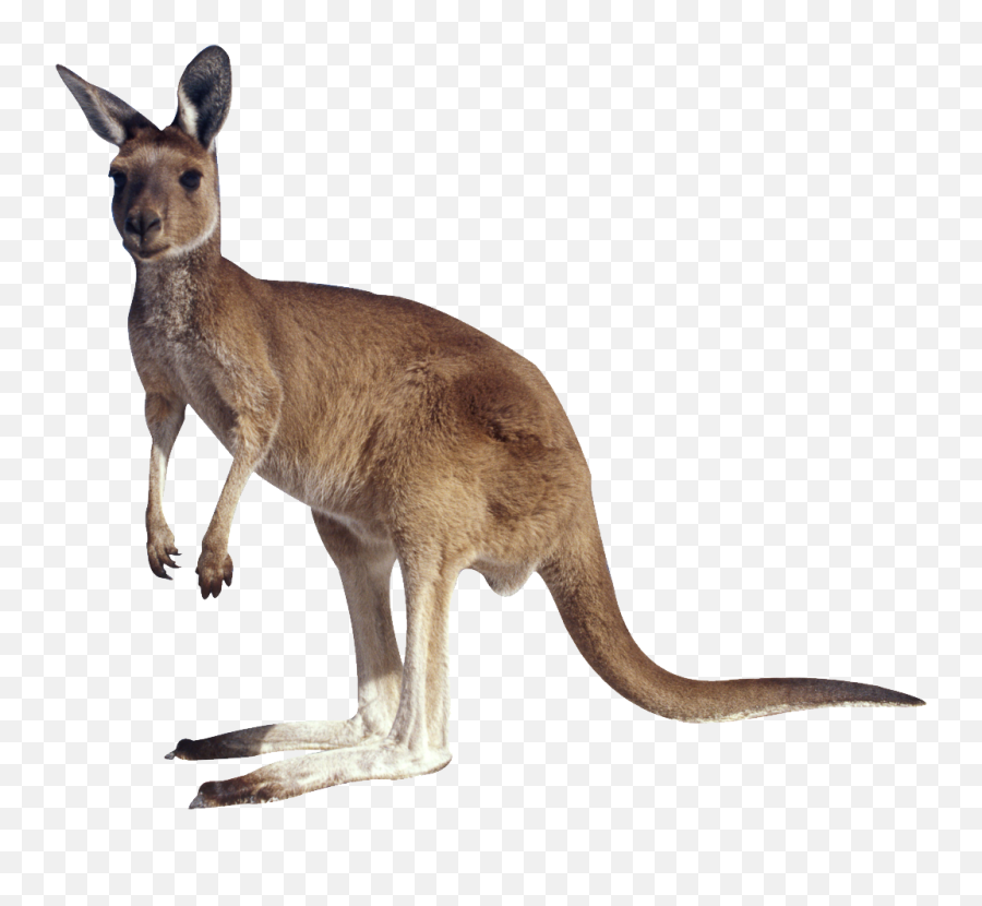 Kangaroo Png - Kangaroo Png Emoji,Kangaroo Clipart