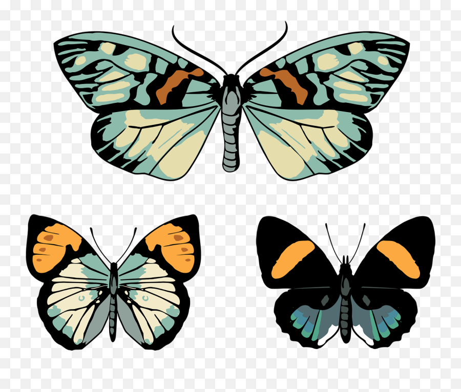 Butterflies Vintage Butterfly - Free Vector Graphic On Pixabay Vintage Moth And Butterfly Emoji,Moth Png