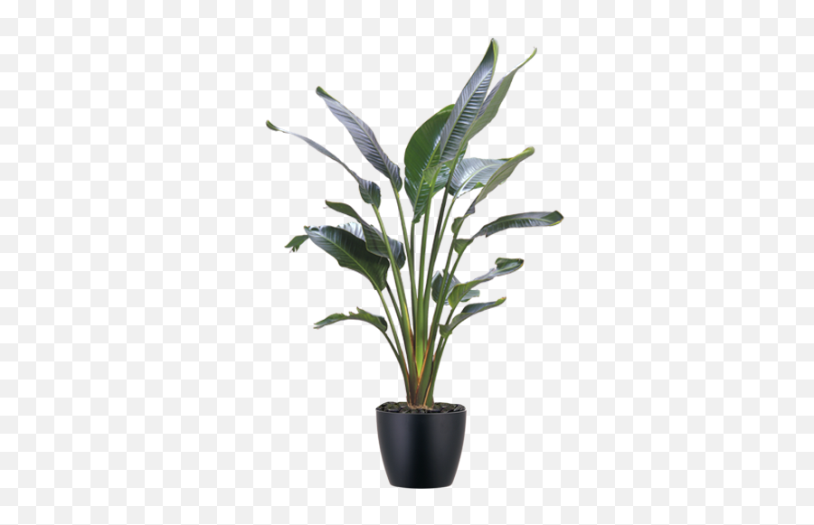 Indoor Plant Catalog Emoji,Tropical Plants Png