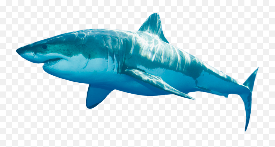 Download Ocean Png - Real Shark Png Emoji,Ocean Png