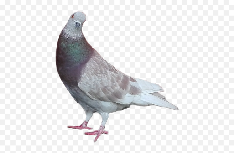 Paloma Png - Homing Pigeon Emoji,Paloma Png