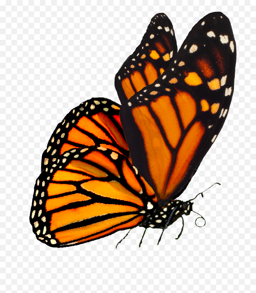 Monarch Butterfly Png Free Image - Transparent Background Monarch Butterfly Transparent Emoji,Butterfly Png