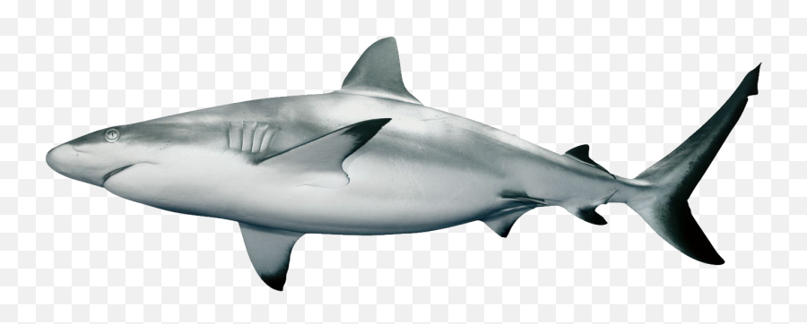 Shark Png - Reef Shark White Background Emoji,Shark Transparent Background