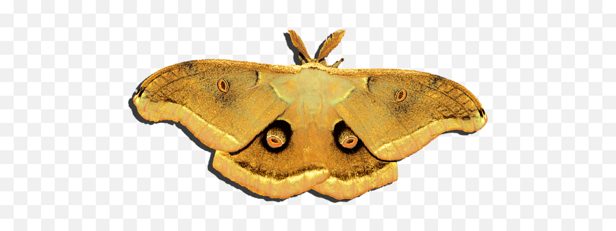 Male Moth Yellow - Blue Moth Png Emoji,Moth Transparent