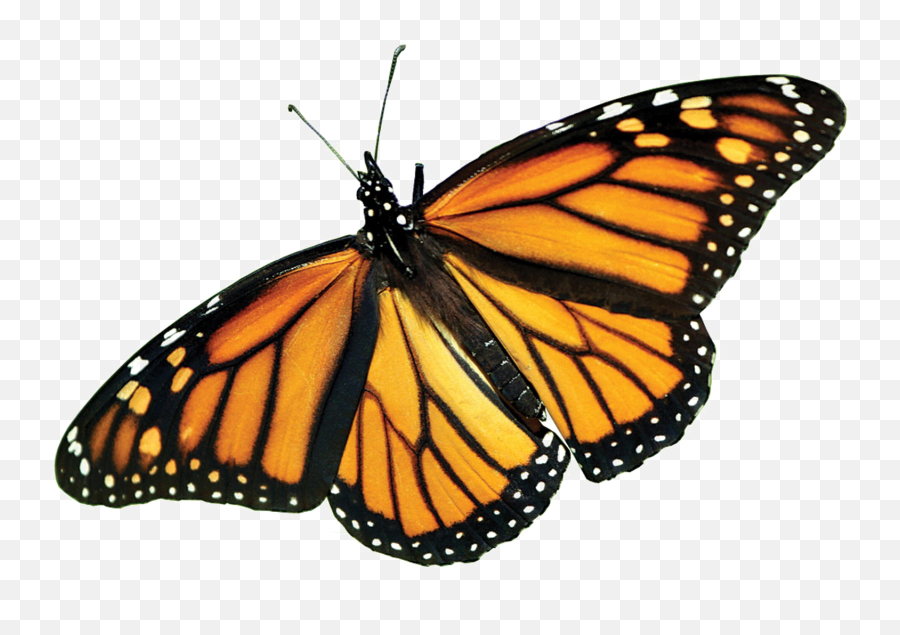 Monarch Butterfly Png Picture - Aesthetic Butterfly Stickers Emoji,Monarch Butterfly Png