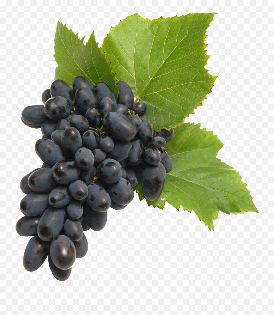 Grape Png Transparent Images - Wine Grapes No Background Grapes On Vine Transparent Emoji,Grapes Clipart