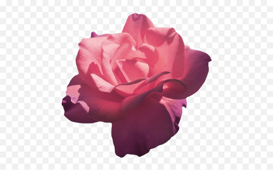 Aesthetic Flower Png Clipart - Rose Aesthetic Png Transparent Emoji,Aesthetic Clipart