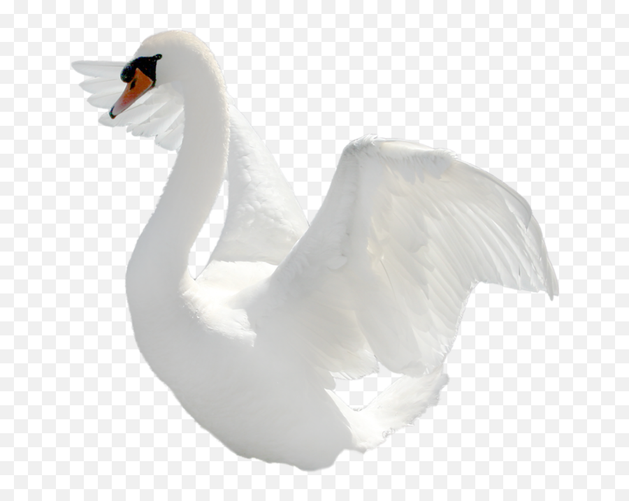 Swan Clipart With No Background - Mute Swan Emoji,Swan Clipart