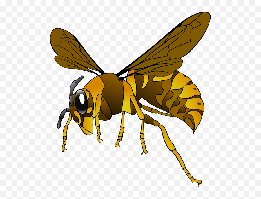 Brown Yellow Hornet Clip Art At Clker - Hornet Clipart Emoji,Hornet Clipart