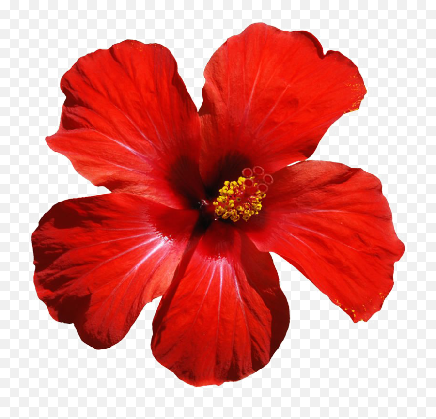 Download Red Flowers Png Download Image - Red Tropical Flower Png Emoji,Red Flower Png