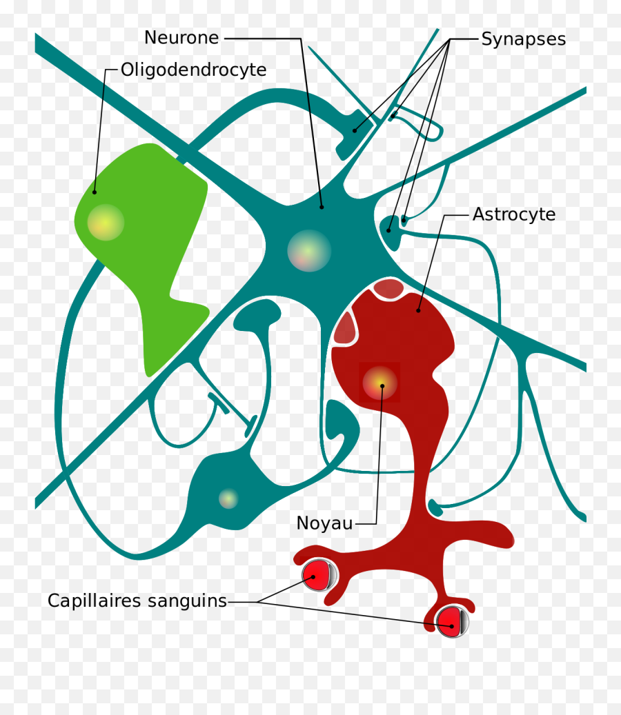 Fileneuron Glial Cells Diagram Frsvg - Wikimedia Commons Cellules Du Système Nerveux Emoji,Cells Clipart