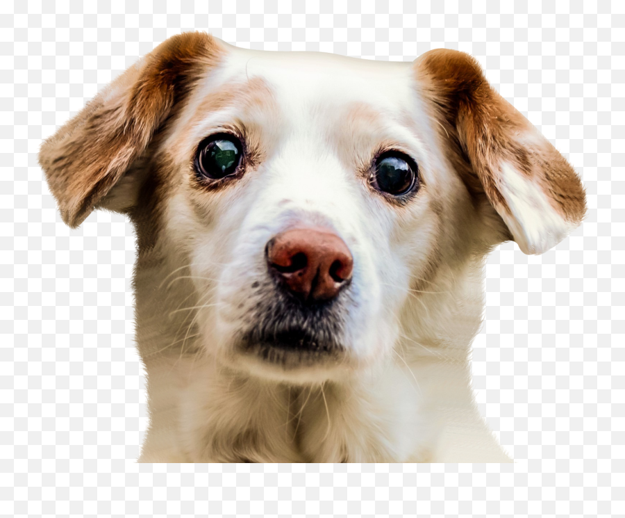 Dog Face Png Image - Dog Face Png Emoji,Face Png