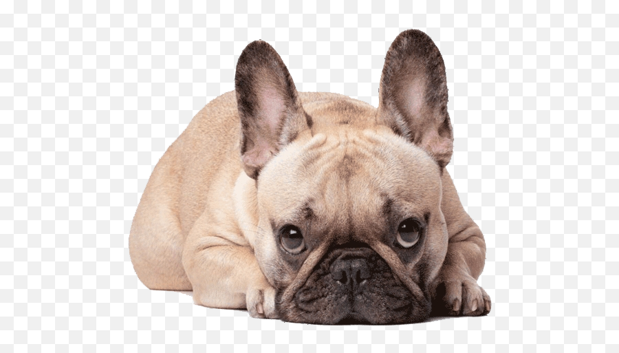 Cheap French Bulldog Puppies For Sale Emoji,French Bulldog Png