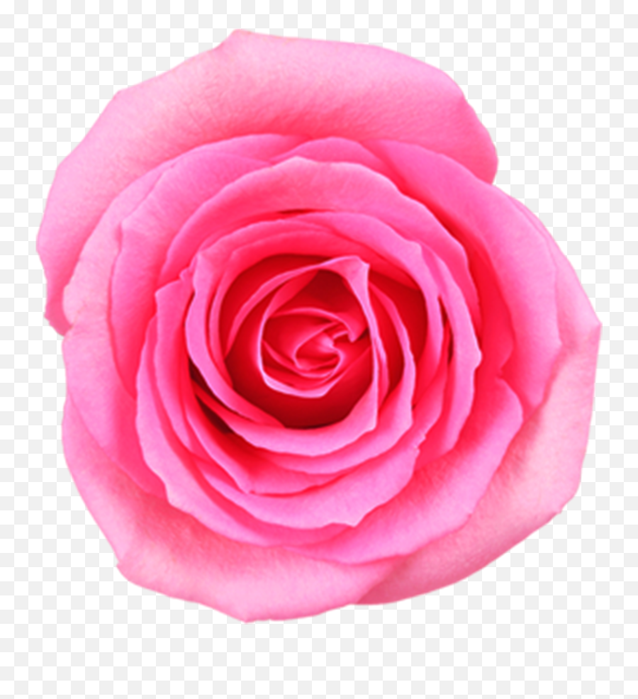 Pink Rose Png Image Free Download Searchpngcom - Rose Emoji,Pink Rose Png