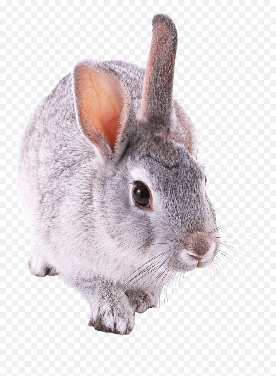 Rabbit Png - Cute Rabbit Png Emoji,White Rabbit Png