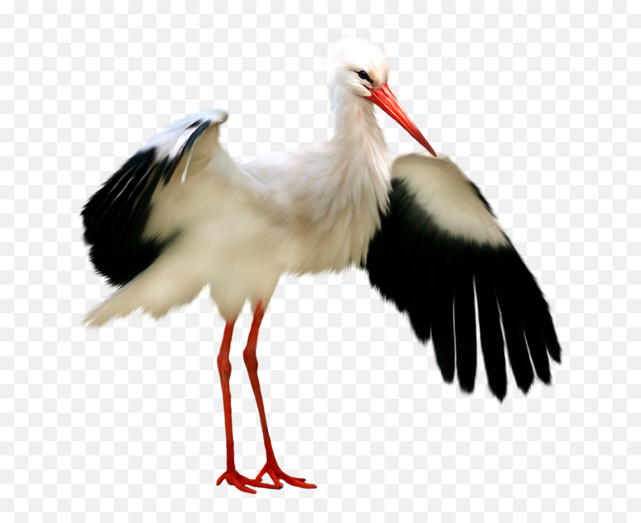 47 Stork Png Image Collection Free Emoji,Stork Png