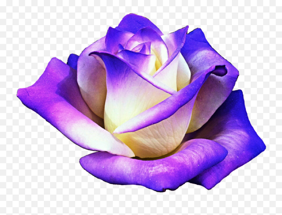Purple Rose Sticker By Crystal Boles Emoji,Purple Roses Png