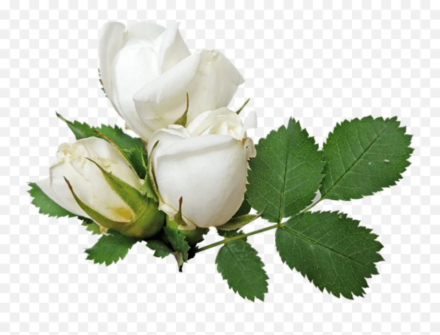 White Rose Transparent Png Png Mart - White Roses Png Transparent Emoji,Rose Transparent
