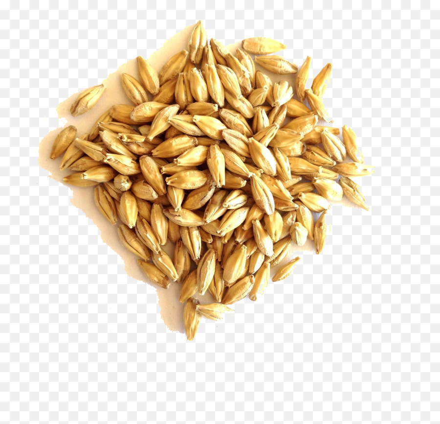 Barley Grain Png File - Malted Barley Emoji,Grain Png