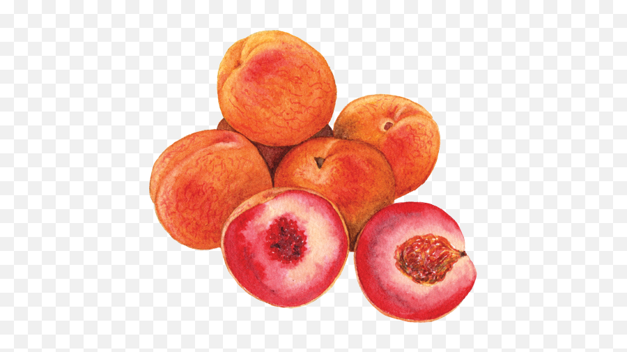 Indian Blood Peaches - Indian Blood Peaches Emoji,Peaches Png