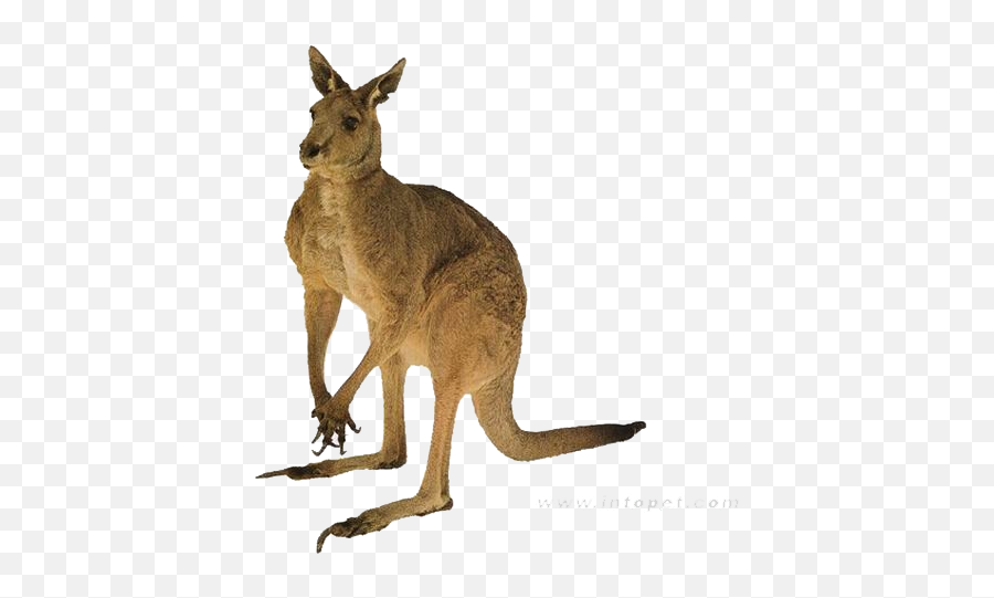 Red Kangaroo Australia Tail - Red Kangaroo Clipart Emoji,Kangaroo Clipart