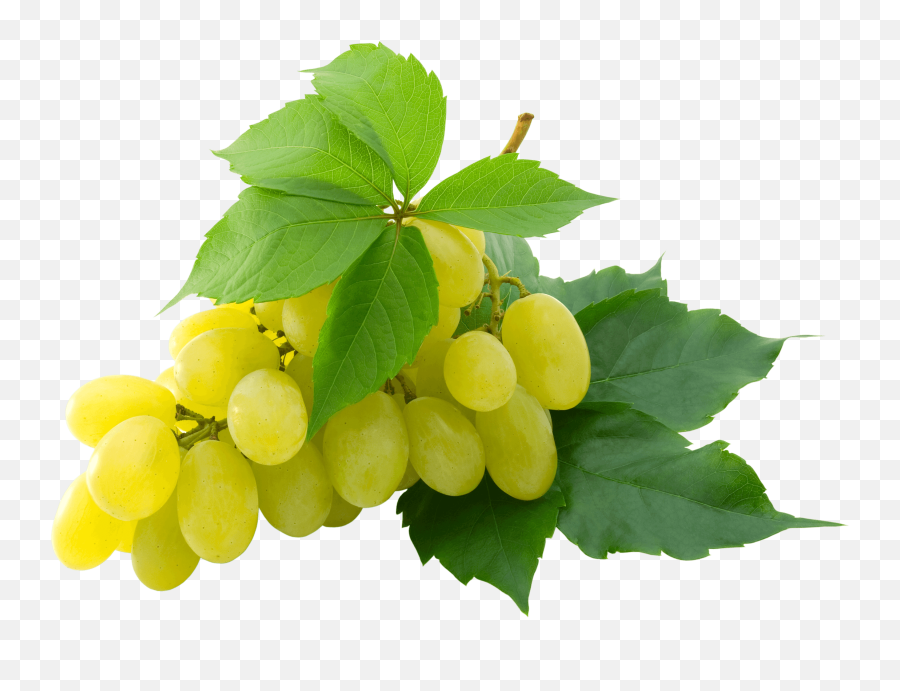 Grapes Clipart Single Grape - Grapes Transparent Png Full White Grape Png Emoji,Grapes Clipart
