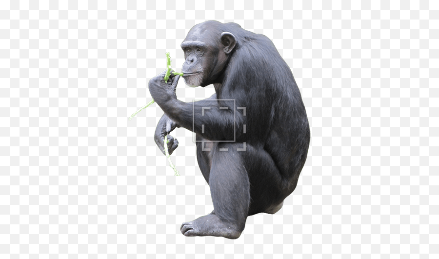 Chimp Eating Emoji,Chimp Png