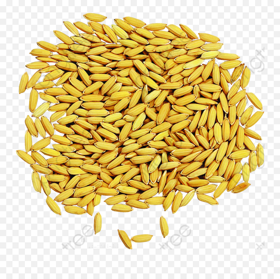 Water Rice Seeds Water Clipart Rice Clipart Rice - Rice Seed Png Emoji,Rice Clipart