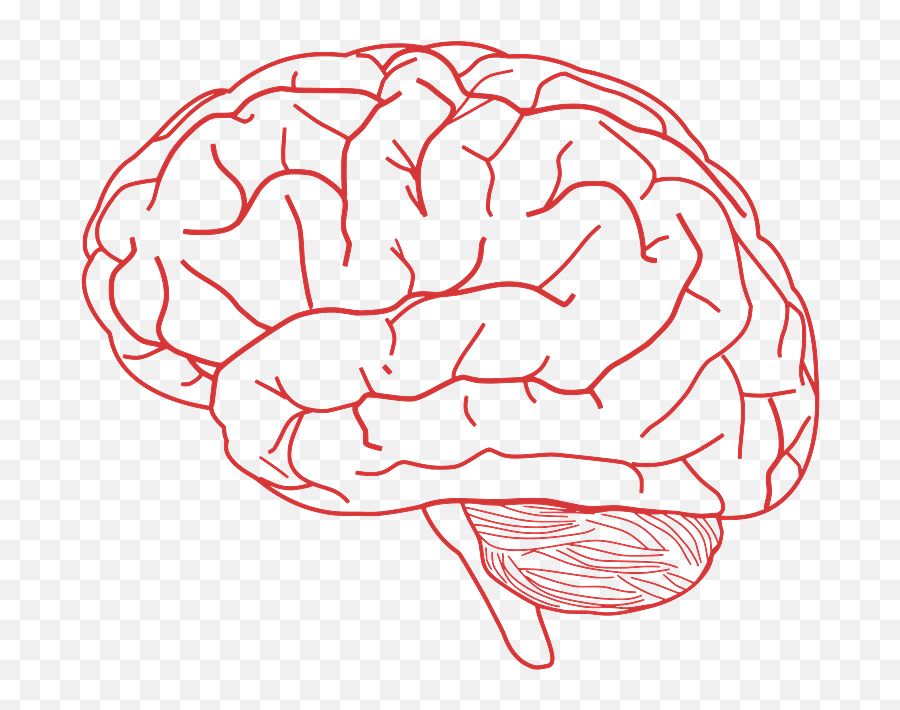 Red Drawing Of Brain Transparent Png - Stickpng Brain Transparent Png Emoji,Brain Transparent