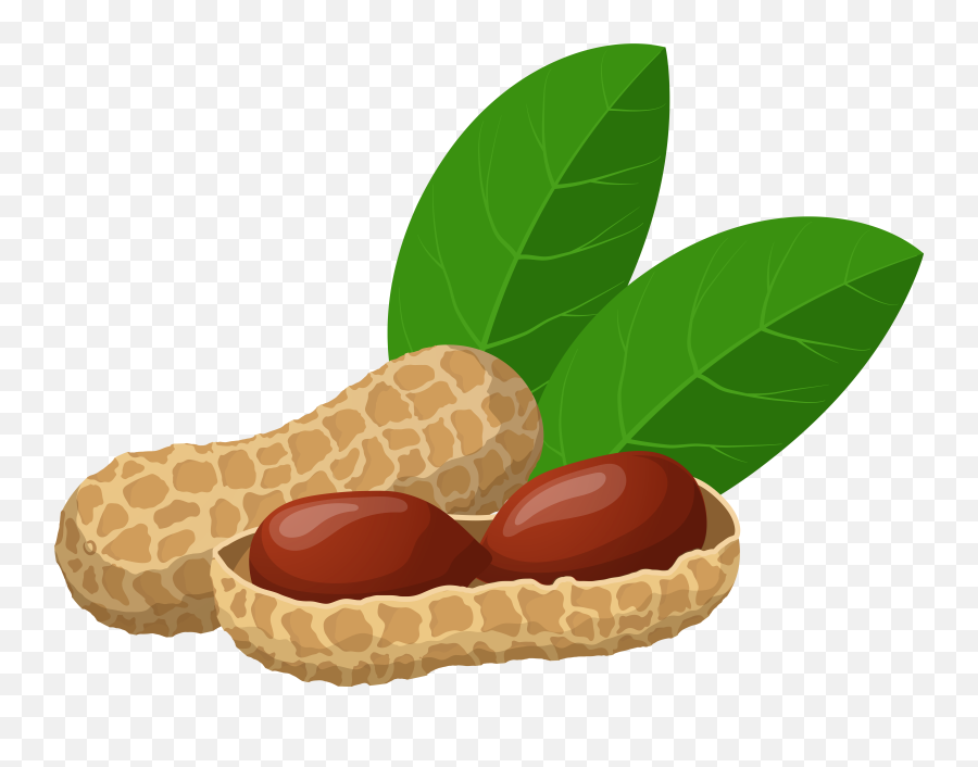 Nuts Clipart Elephant Peanut Nuts - Transparent Background Peanut Clipart Png Emoji,Peanut Clipart