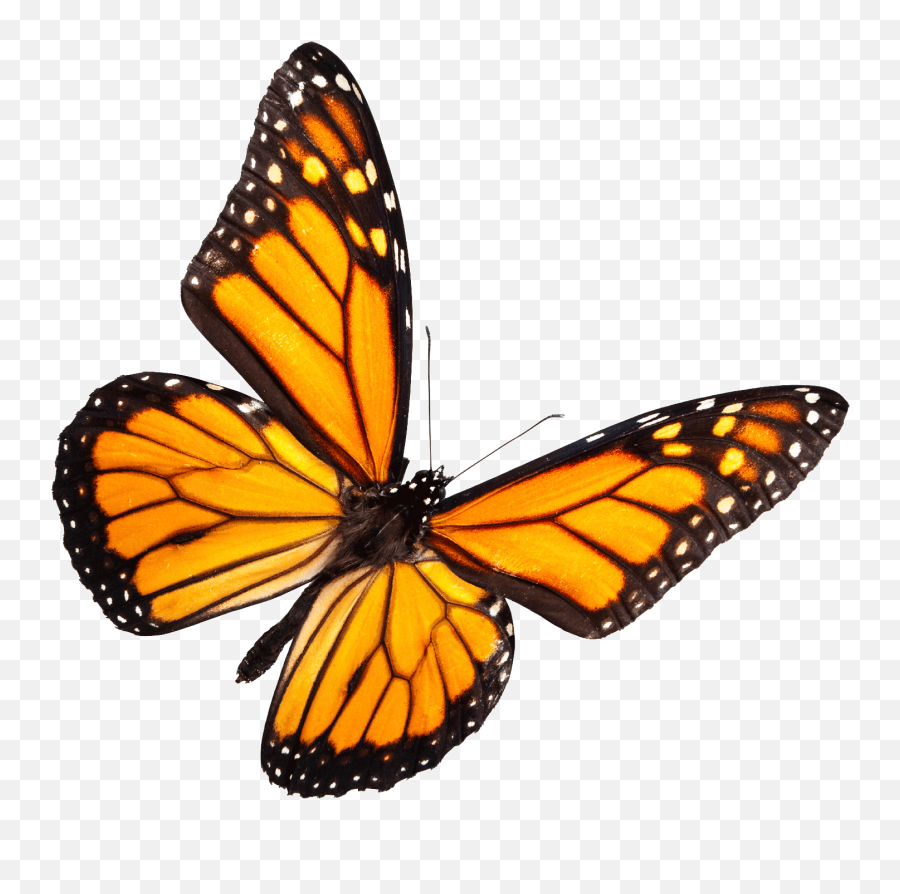 Real Butterfly Png High - Monarch Butterfly Emoji,Butterfly Png