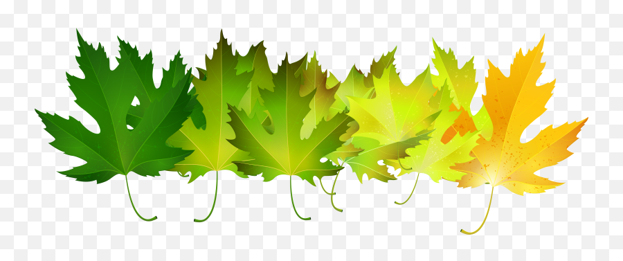 Green Autumn Leaves Transparent Clip Art Image Gallery - Green Autumn Leaves Png Emoji,Fall Leaves Transparent