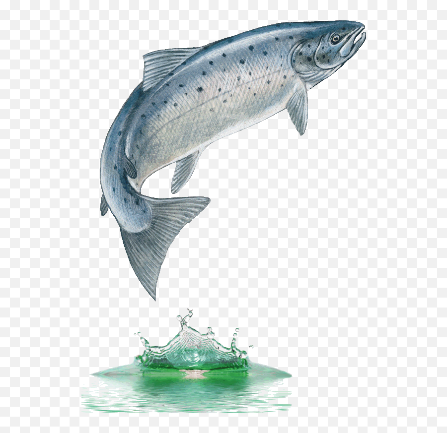 Free Cute Salmon Cliparts Download - Salmon Fish Emoji,Salmon Clipart