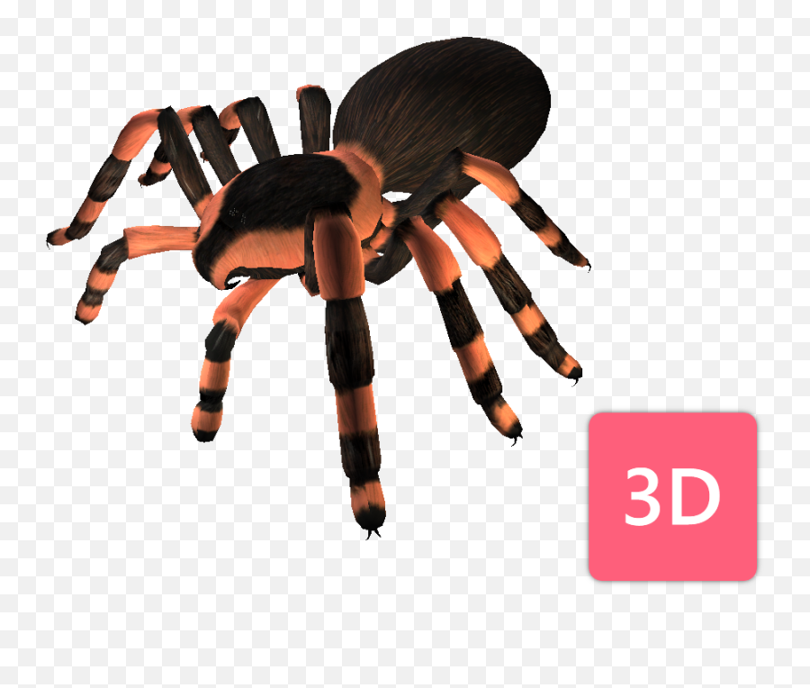 Who Is Afraid Of Spiders 3d Model Is - Animal Figure Emoji,Tarantula Png