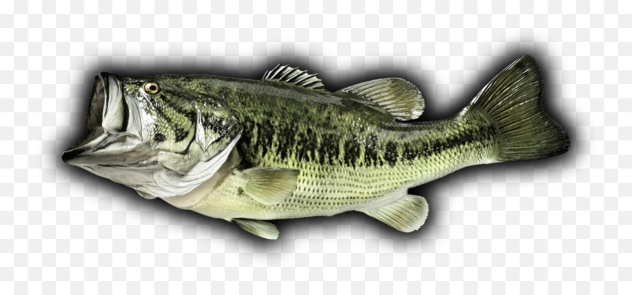 Download Bass Fish Png - Largemouth Bass Emoji,Bass Fish Png