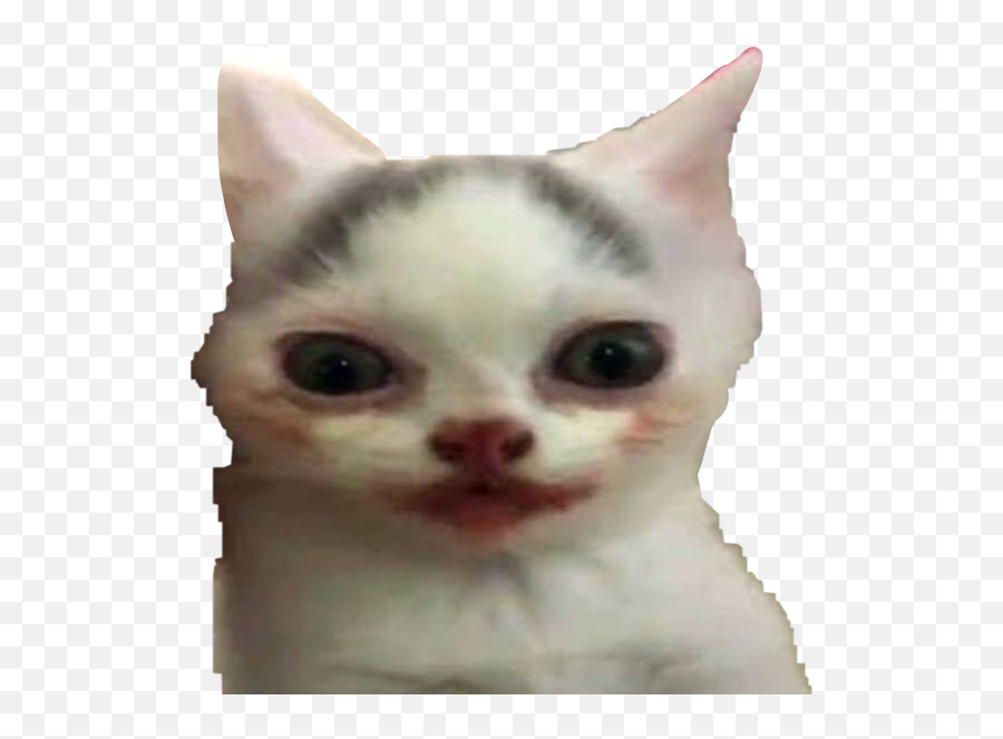 Cat Melon Meme Poggers Based Sticker By Emisavage03 - Cat Meme Me Lon Emoji,Poggers Transparent