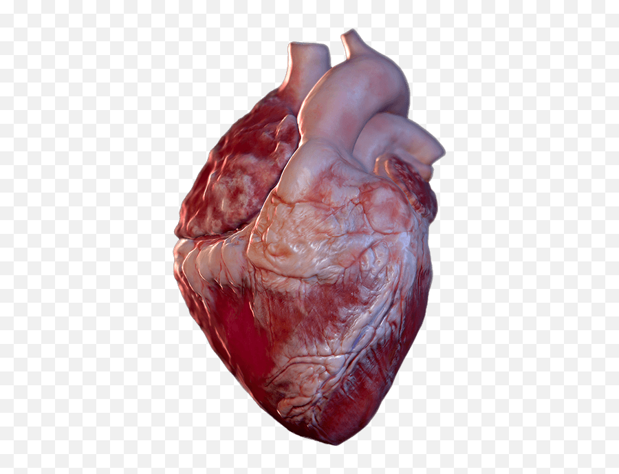 Anima Res U2013 3d Medical Animation Ar Mr Vr Emoji,Human Heart Transparent Background