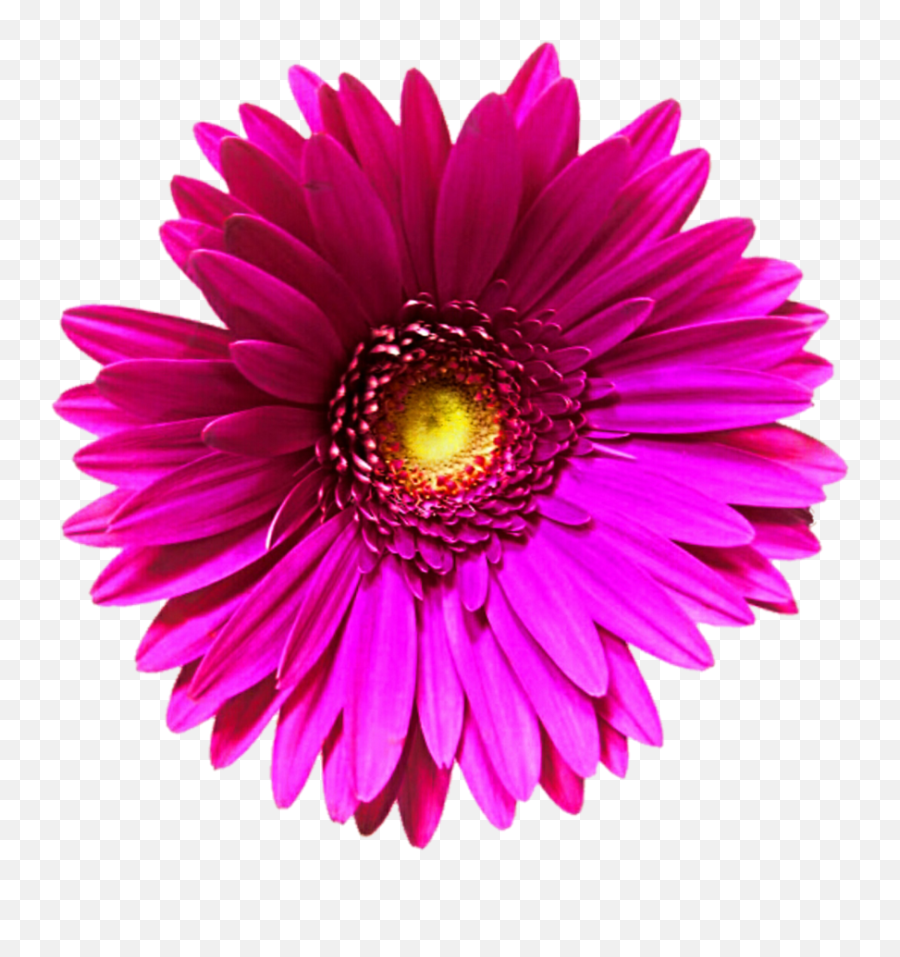 Daisy Flowers Png Transparent Image - Clipart Single Emoji,Cute Flowers Clipart