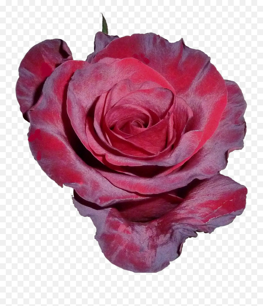 Rose Rose Flower Tea Rose Petals Png Picpng - You Re Beautiful With A Rose Emoji,Rose Petals Png