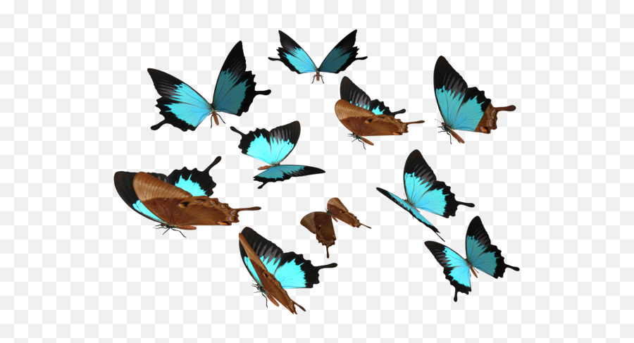 Download Butterfly Png 8 Hq Png Image - Peacock Royal Butterfly Png Emoji,Butterfly Png