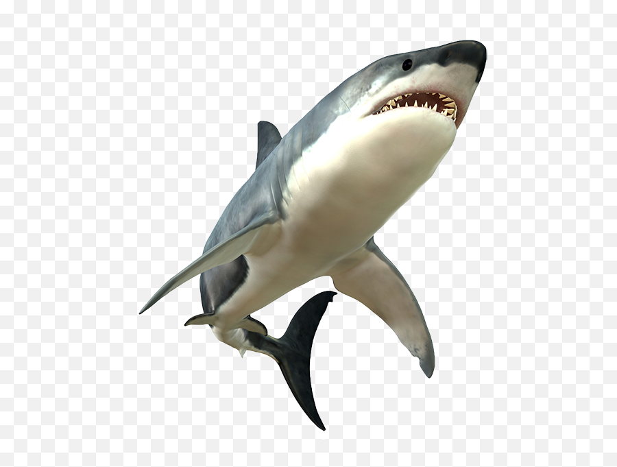 Shark Picture - Shark Png Emoji,Shark Transparent Background